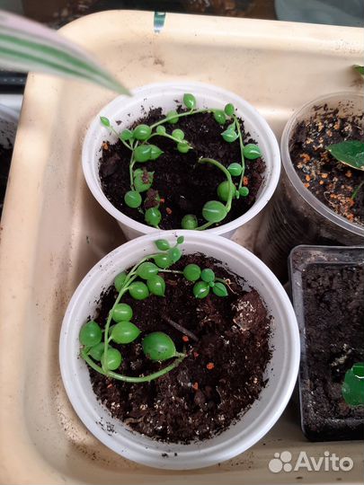 Крестовник роули