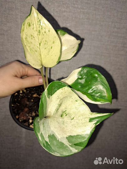 Сциндапсус