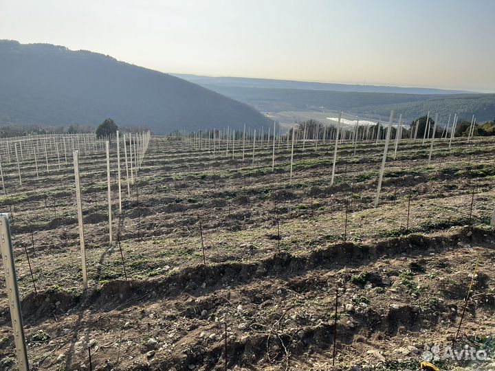 Мантаж шпалерных систем для виноорадников и садов