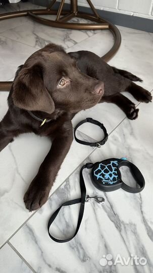 Поводок рулетка flexi