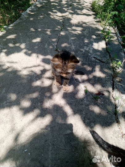 Котики бесплатно в добрые руки