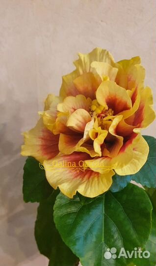 Сортовой гибискус crown jellyfish