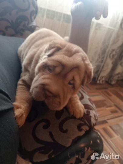 Шарпейчики