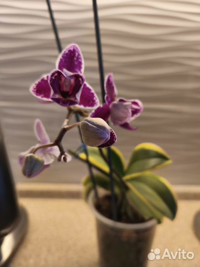 Орхидея фаленопсис