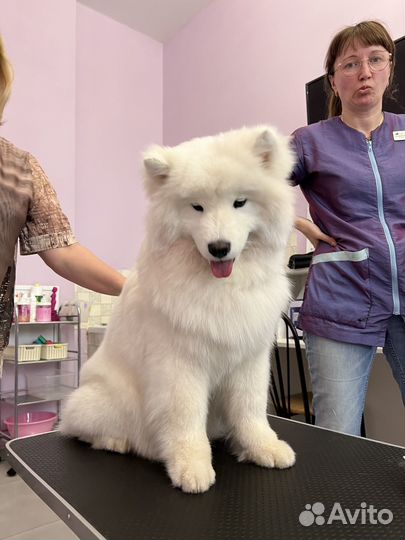 Помощник грумера