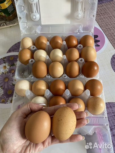 Домашние куриные яйца