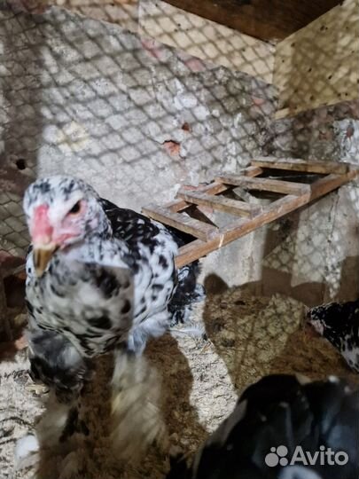 Молодые петухи брама мрамор