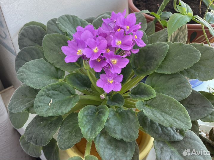 Комнатные цветы обмен