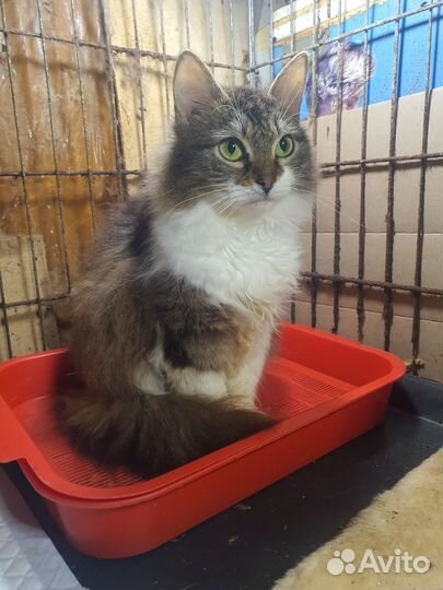 50 кошек садиста