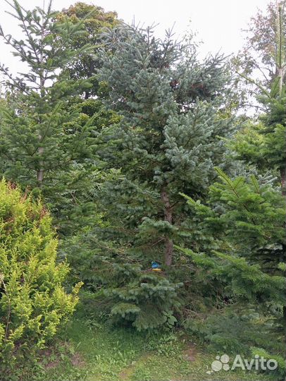 Псевдотсуга мензиса