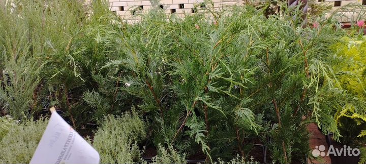 Кипарисовики Туя