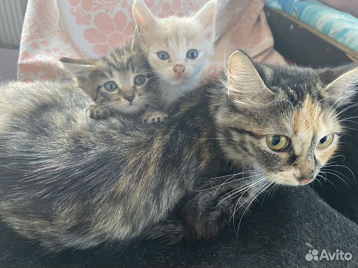 Котята в добрые руки