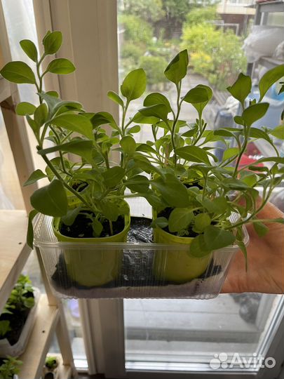 Петуния гигантская