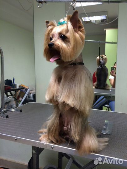 Стрижка собак и кошек в Калининграде 10.00-20.00