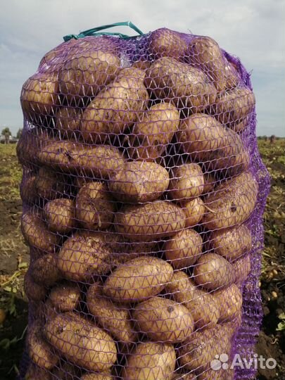 Картофель с доставкой