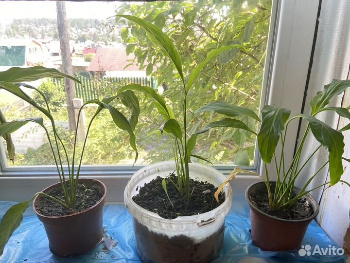 Спатифиллум