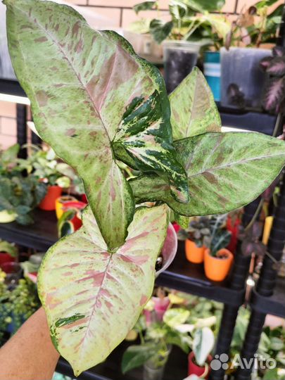 Сингониумы сортовые 2