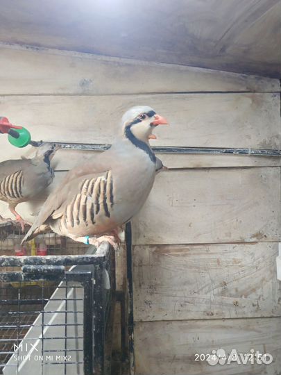 Кеклики (птенцы)