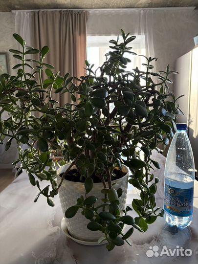 Молочай, толстянка, спатифиллум