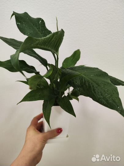 Спатифиллум