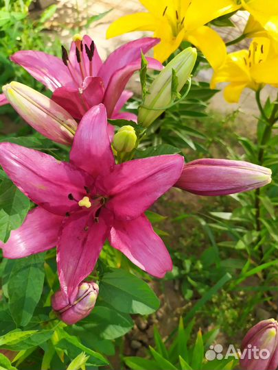 Лилии, сортовые