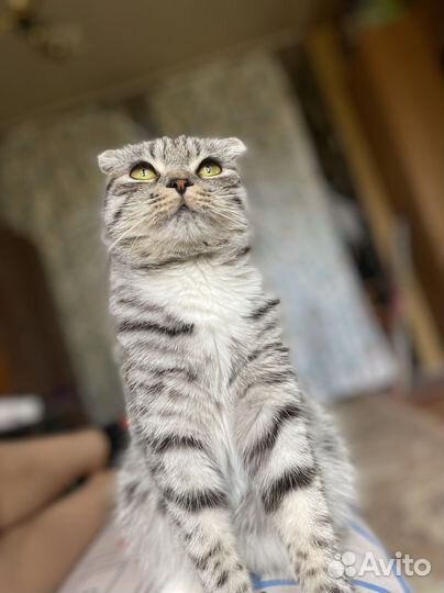 Вязка кошечка бесплатно