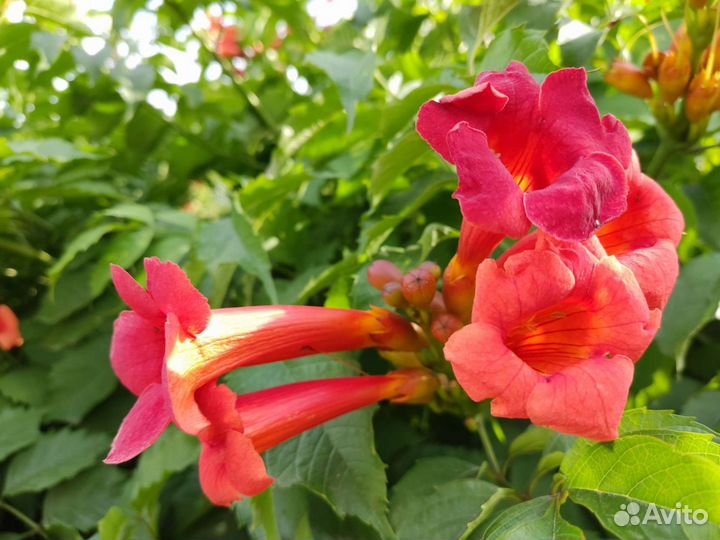 Саженцы кампсиса