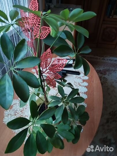 Комнатные цветы шефлера