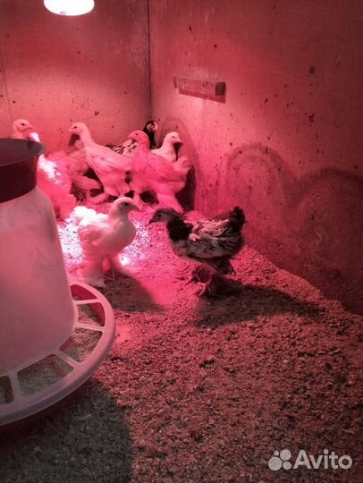 Брама и индюки