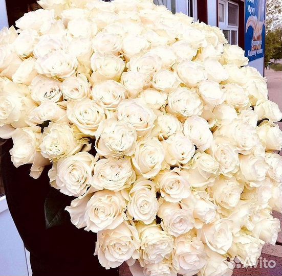 Высокие розы Гигантские розы 110