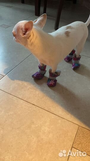 Зимний комбинезон-пуховик куртка для собак мелких