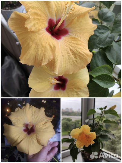 Сортовые гибискусы жёлтый и белый