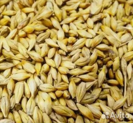 Продаю ячмень