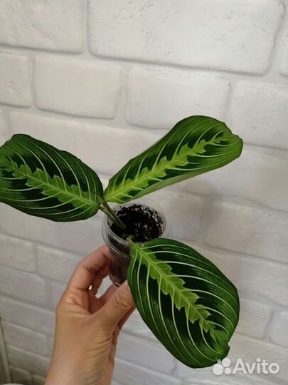 Алоказии,Маранта лемон лайм,Аглаонема