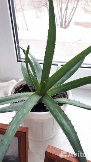 Алоэ Вера растение