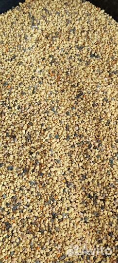 Пыльца пчелиная