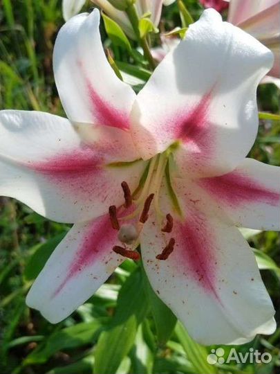 Лилия От-гибриды