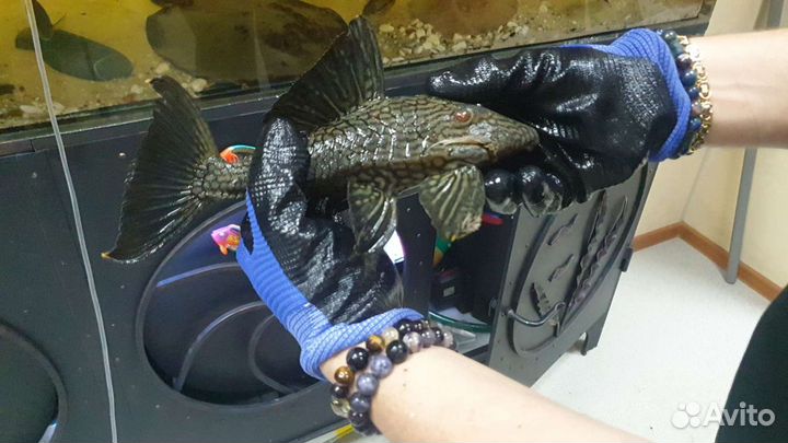 Продаю излишки номерных сомов и другой рыбы