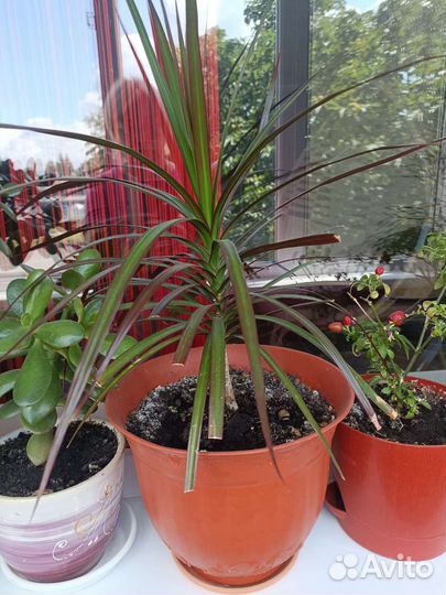 Цветы домашние