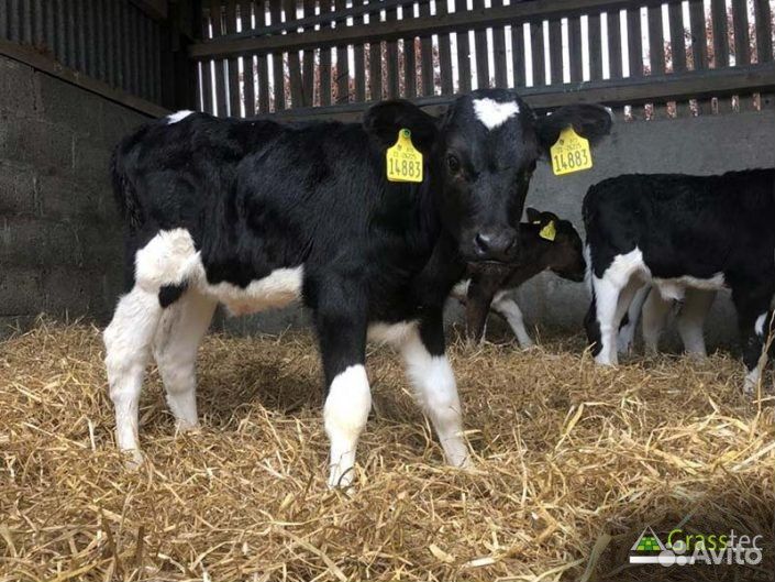 Бычки и телята