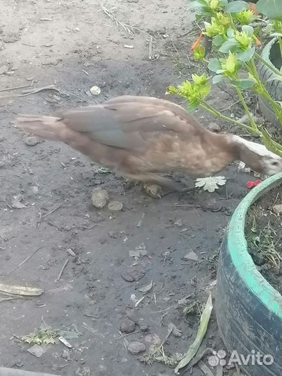 Мускусные утки