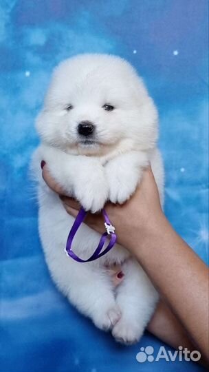 Щенки самоеда