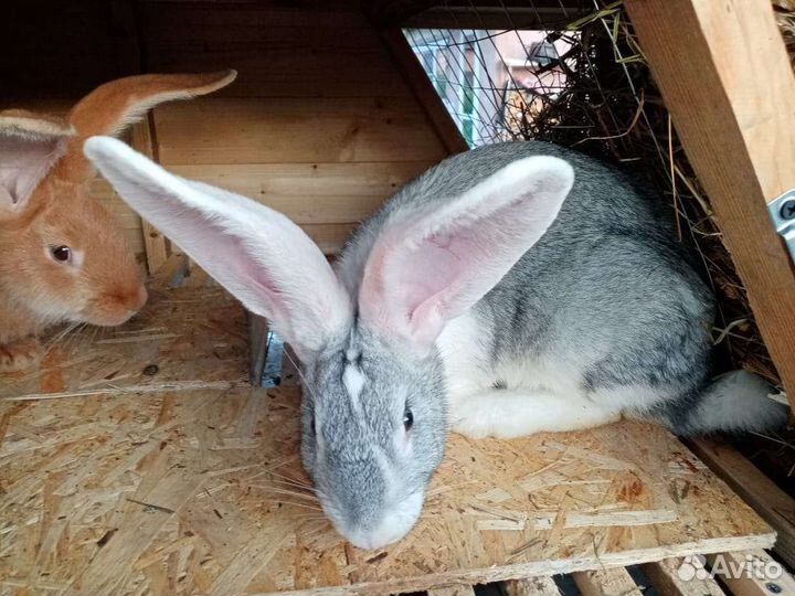 Кролики Ризен, Фландер, нзк