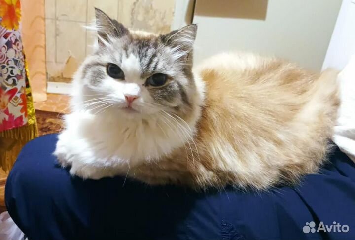 Отдаем в добрые руки