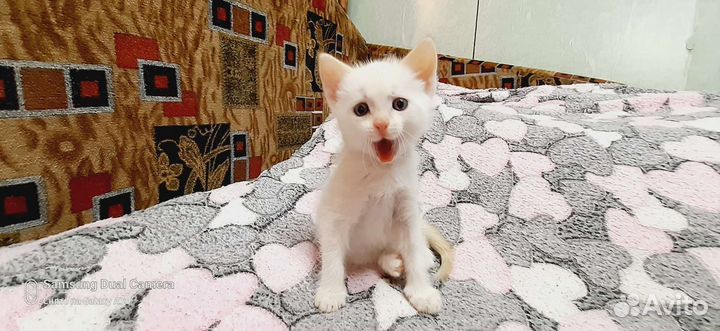 Отдам в добрые руки