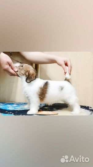 Лучшие щенки Джек Рассел терьер