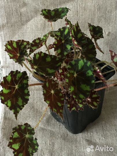 Бегония тигровая