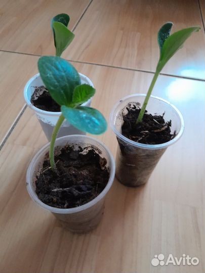 Рассада - кабачки