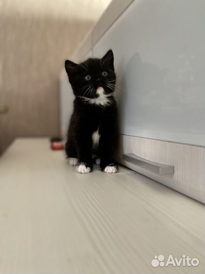 Котики бесплатно