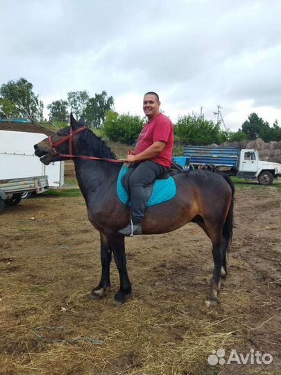 Лошадь жеребец